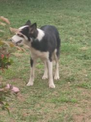 Found/Stray Unknown Dog last seen Waffle hse, Greenville, SC 29611