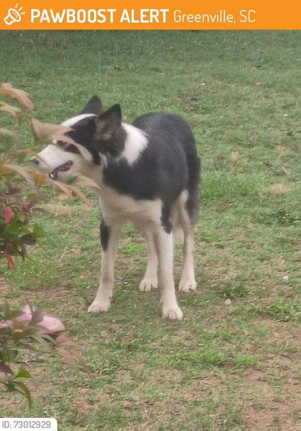 Found/Stray Unknown Dog last seen Waffle hse , Greenville, SC 29611