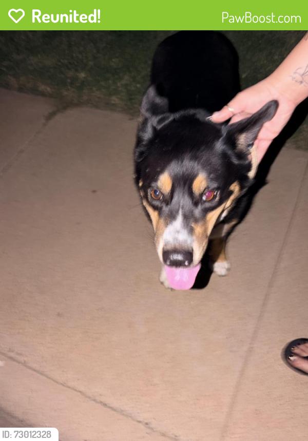 Reunited Male Dog last seen Locust and Bellaire , Odessa, TX 79762