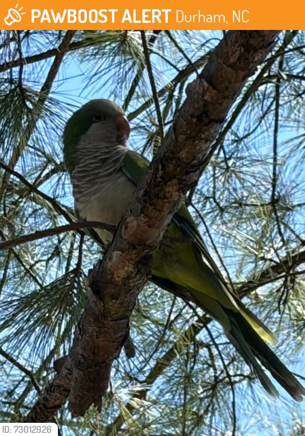 Found/Stray Unknown Bird last seen Chandler run Neighbourhood off of Holloway Street, Durham, NC 27703