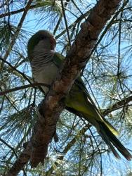 Found/Stray Unknown Bird last seen Chandler run Neighbourhood off of Holloway Street, Durham, NC 27703