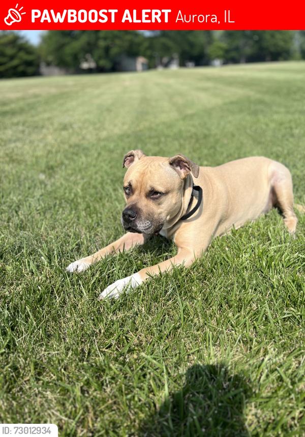 Lost Male Dog last seen Mulberry Park, Aurora, IL 60504