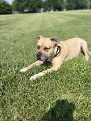 Lost Male Dog last seen Mulberry Park, Aurora, IL 60504