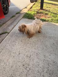 Found/Stray Male Dog last seen Old Grove Rd, Gantt, SC 29673