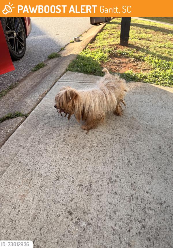 Found/Stray Male Dog last seen Old Grove Rd, Gantt, SC 29673