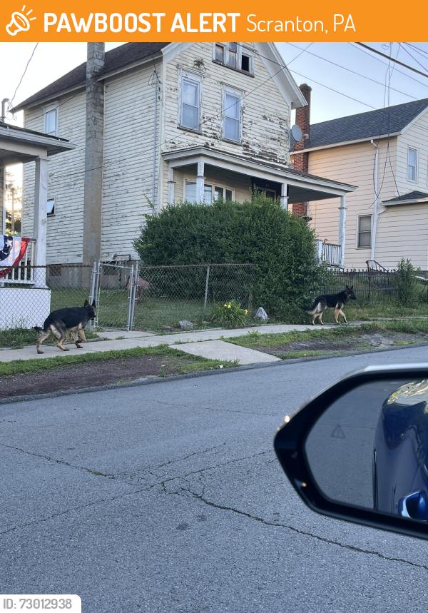 Found/Stray Unknown Dog last seen Near block of Birch St., Scranton, PA 18505