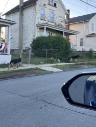Found/Stray Unknown Dog last seen Near block of Birch St., Scranton, PA 18505