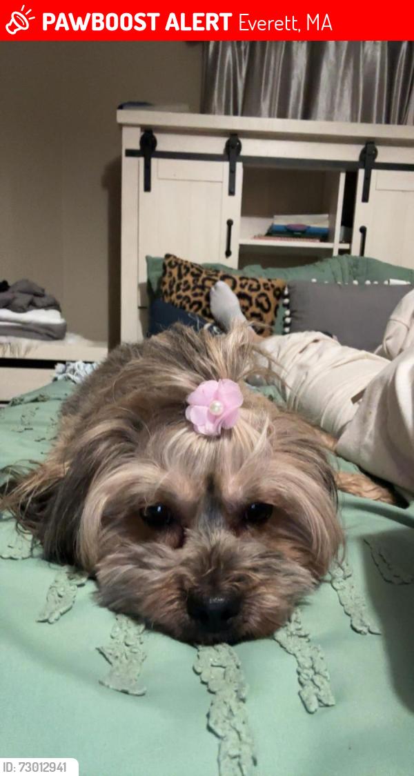 Lost Female Dog last seen Near Ellsworth St Everett MA, Everett, MA 02149