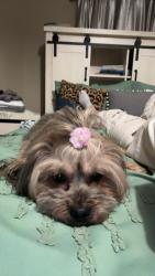 Lost Female Dog last seen Near Ellsworth St Everett MA, Everett, MA 02149