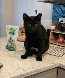 Reunited Male Cat last seen Patrick Henry Elementry School Alexandria, VA, Alexandria, VA 22304