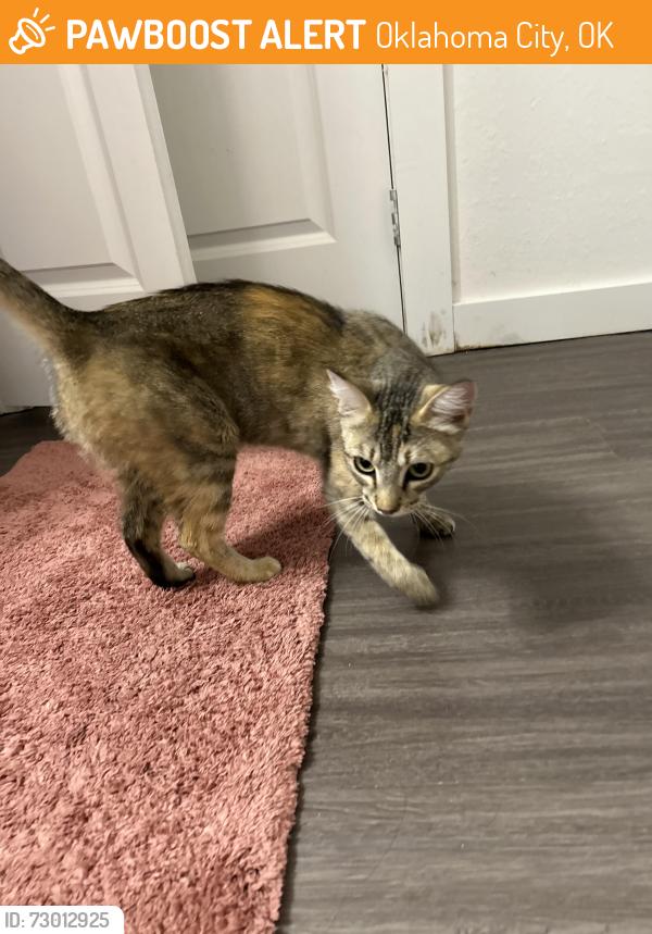 Found/Stray Female Cat last seen Quail ridge apmts, Oklahoma City, OK 73134