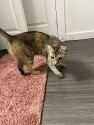 Found/Stray Female Cat last seen Quail ridge apmts, Oklahoma City, OK 73134