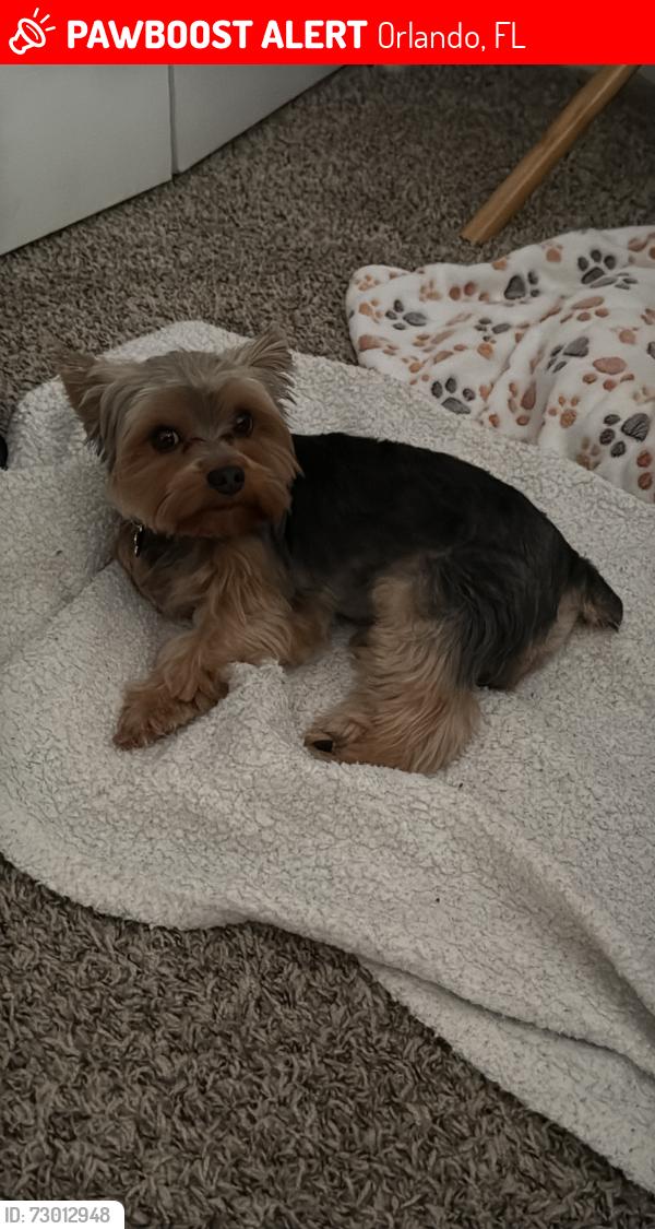 Lost Male Dog last seen Palm Parkway, Lake Buena Vista, Orlando, FL 32836