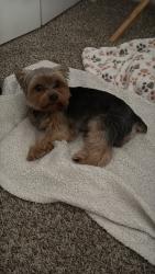 Lost Male Dog last seen Palm Parkway, Lake Buena Vista, Orlando, FL 32836