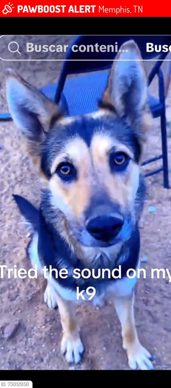 Lost Female Dog last seen Given ave, Memphis, TN 38122