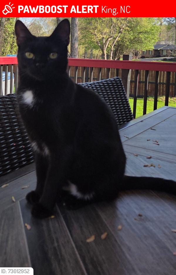 Lost Male Cat last seen Spring street/Cypress street, King, NC 27021