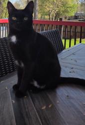 Lost Male Cat last seen Spring street/Cypress street, King, NC 27021