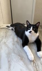 Reunited Male Cat last seen Smith rd, Telegraph rd, state line rd, lewis ave., Monroe, MI 48162
