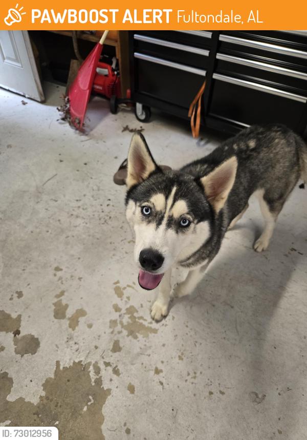 Found/Stray Female Dog last seen Stouts Rd in Fultondale near HWY 31 intersection of Republic Ave., Fultondale, AL 35068