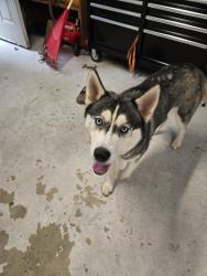 Found/Stray Female Dog last seen Stouts Rd in Fultondale near HWY 31 intersection of Republic Ave., Fultondale, AL 35068