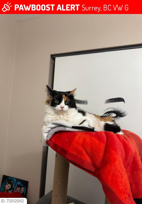 Lost Female Cat last seen Near Ave and 140 , Surrey, BC V3W 2G9