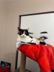 Lost Female Cat last seen Near Ave and 140 , Surrey, BC V3W 2G9
