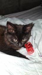 Found/Stray Female Cat last seen Parslow park, Greater London, England RM9