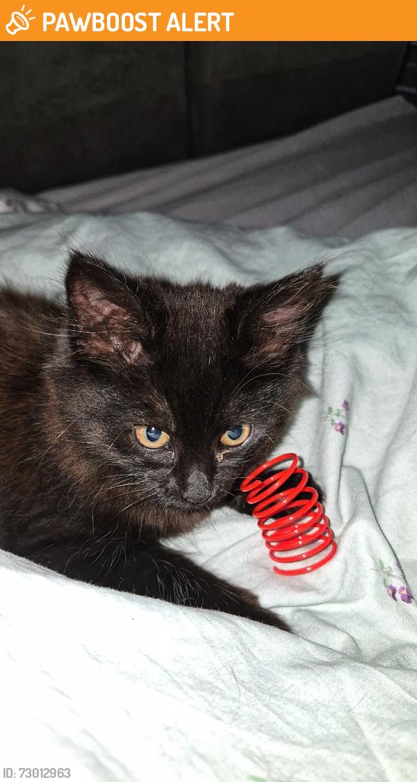 Found/Stray Female Cat last seen Parslow park, Greater London, England RM9