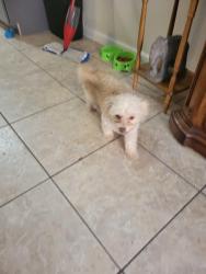 Lost Female Dog last seen Antoine Woodland Trail North, Houston, TX 77040