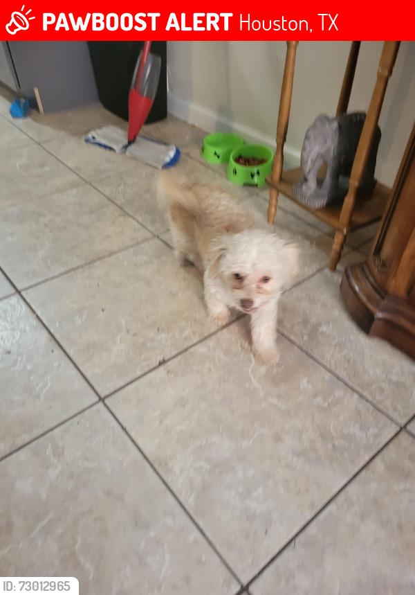 Lost Female Dog last seen Antoine Woodland Trail North, Houston, TX 77040