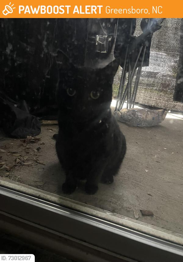 Found/Stray Unknown Cat last seen Mizell Rd. & Pisgah Church Rd., Greensboro, NC 27455