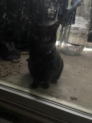Found/Stray Unknown Cat last seen Mizell Rd. & Pisgah Church Rd., Greensboro, NC 27455