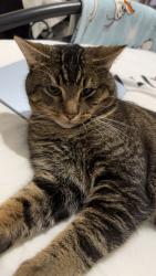 Lost Male Cat last seen Bennett’s Castle Lane, Greater London, England RM8 3UX