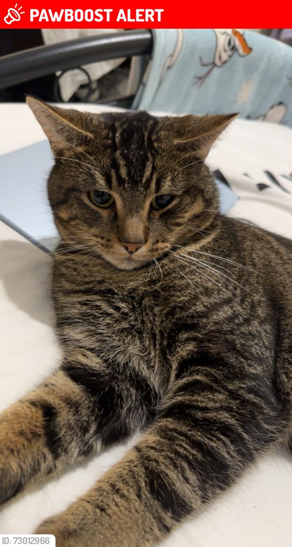 Lost Male Cat last seen Bennett’s Castle Lane, Greater London, England RM8 3UX