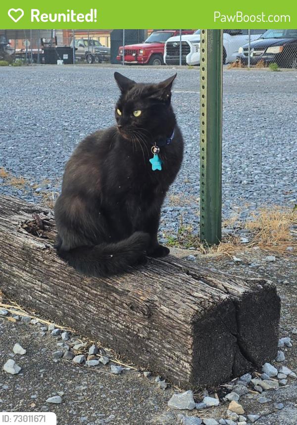 Reunited Male Cat last seen East E street ELIZABETHTON TN , Elizabethton, TN 37643