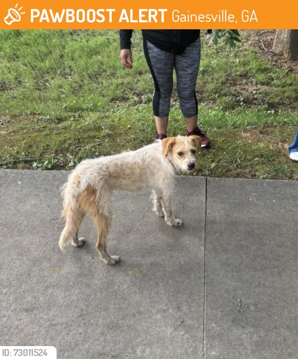 Found/Stray Female Dog last seen Ivey terrace, Gainesville, GA 30501