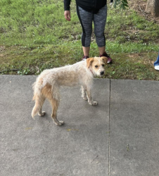 Found/Stray Female Dog last seen Ivey terrace, Gainesville, GA 30501