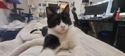 Lost Male Cat last seen Shearer Ave & Javelin St, Carson, CA 90745