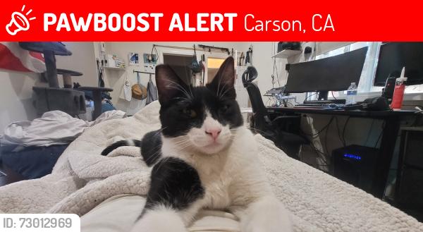 Lost Male Cat last seen Shearer Ave & Javelin St, Carson, CA 90745