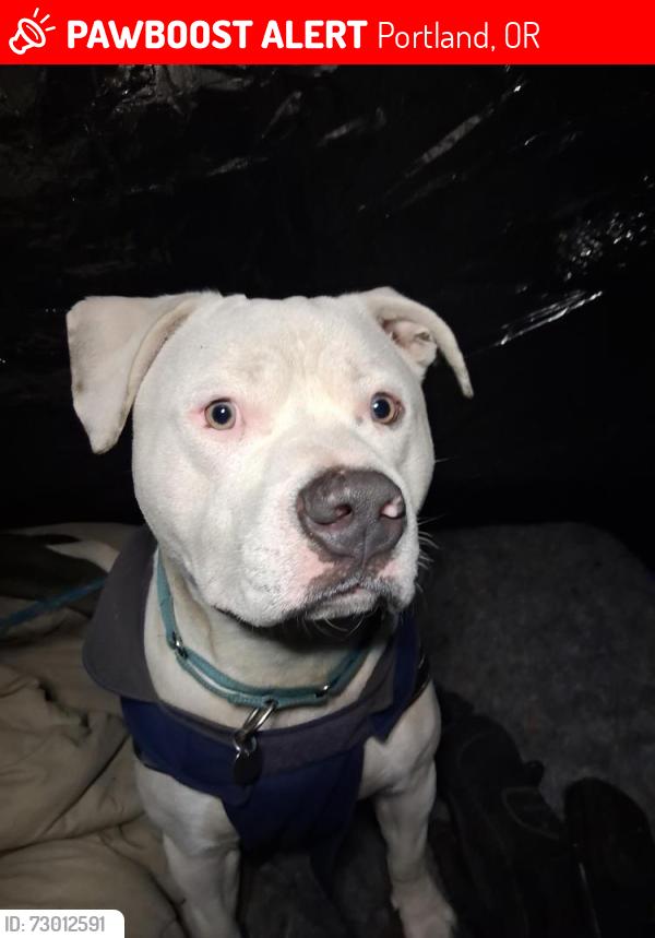 Lost Male Dog last seen Halsey 82nd Ave , Portland, OR 97213