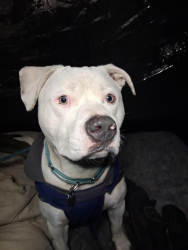 Lost Male Dog last seen Halsey 82nd Ave , Portland, OR 97213