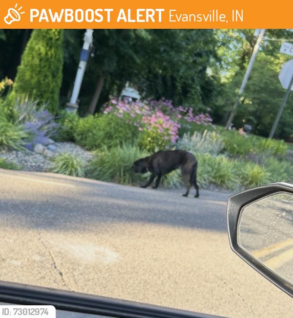Found/Stray Unknown Dog last seen Larch Ln & Evergreen Rd, Evansville, IN 47710