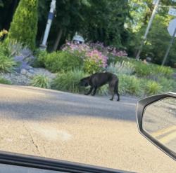 Found/Stray Unknown Dog last seen Larch Ln & Evergreen Rd, Evansville, IN 47710