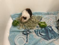 Found/Stray Unknown Other last seen Publix at Summer Bay, Four Corners, FL 34714