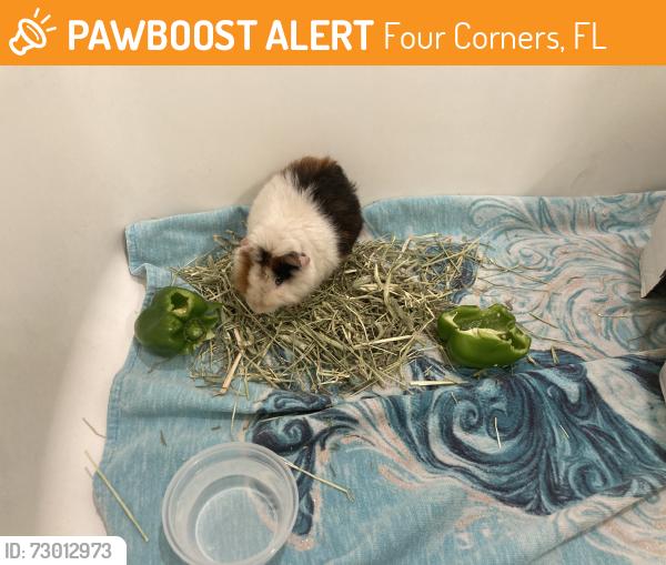 Found/Stray Unknown Other last seen Publix at Summer Bay, Four Corners, FL 34714