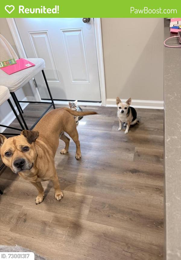 Reunited Male Dog last seen Greenbrier Christian Academy, Kempsville rd, Chesapeake, VA 23320