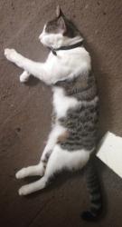 Lost Female Cat last seen Catford , Greater London, England SE6 4YW