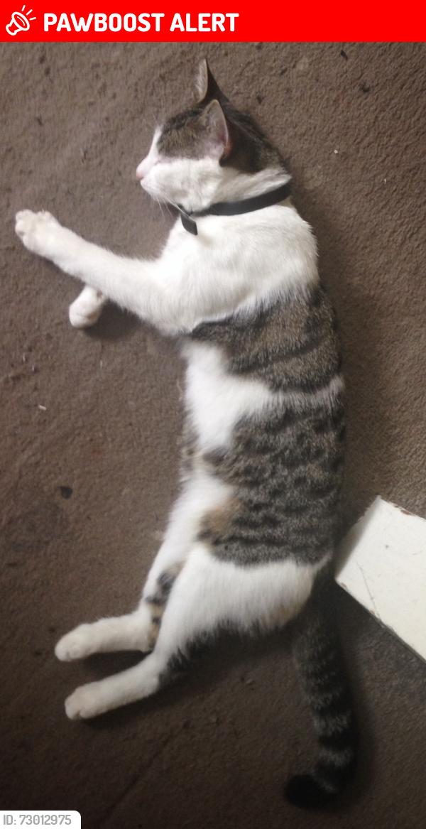 Lost Female Cat last seen Catford , Greater London, England SE6 4YW