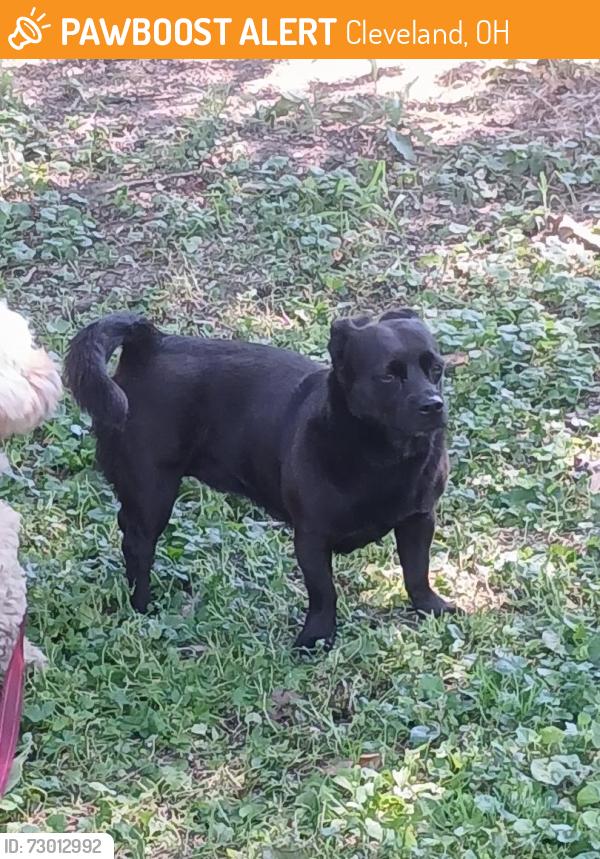 Found/Stray Female Dog last seen McDonald's on cedar ave, Cleveland, OH 44115