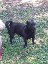Found/Stray Female Dog last seen McDonald's on cedar ave, Cleveland, OH 44115